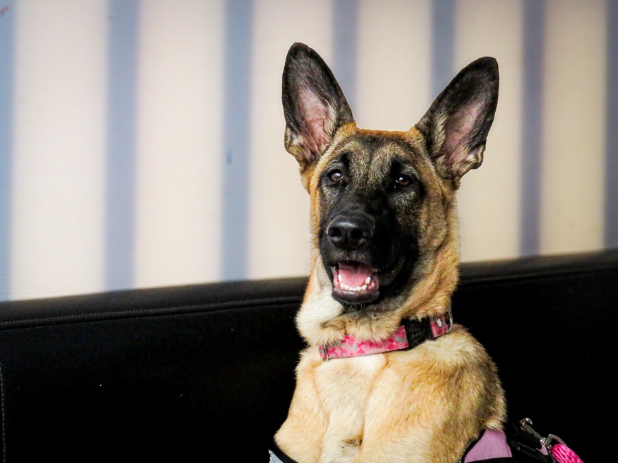 Cachorro pastor belga malinois con collar rosado, paciente de VIPet