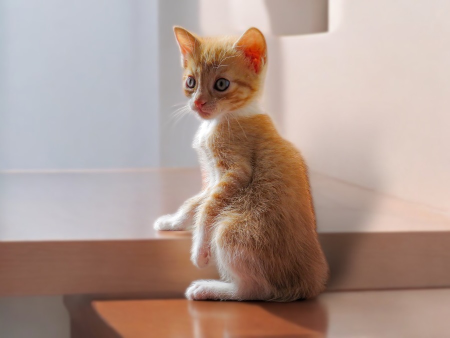 Gatito color naranja sentado, paciente de VIPet