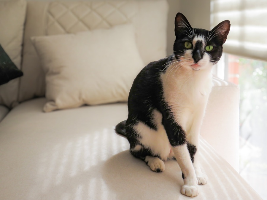 Gato blanco y negro sobre un sofá, paciente de VIPet