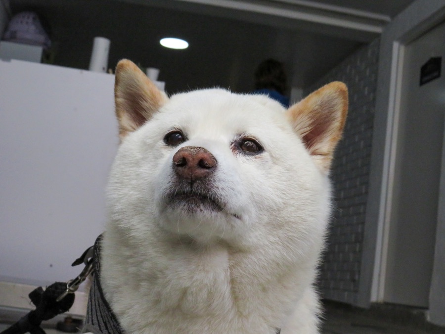 Perro blanco tipo akita mirando a la cámara, paciente de VIPet
