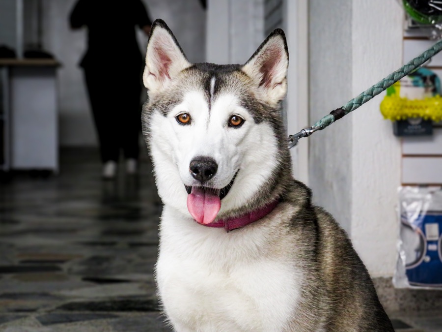 Husky siberiano con correa, paciente de VIPet