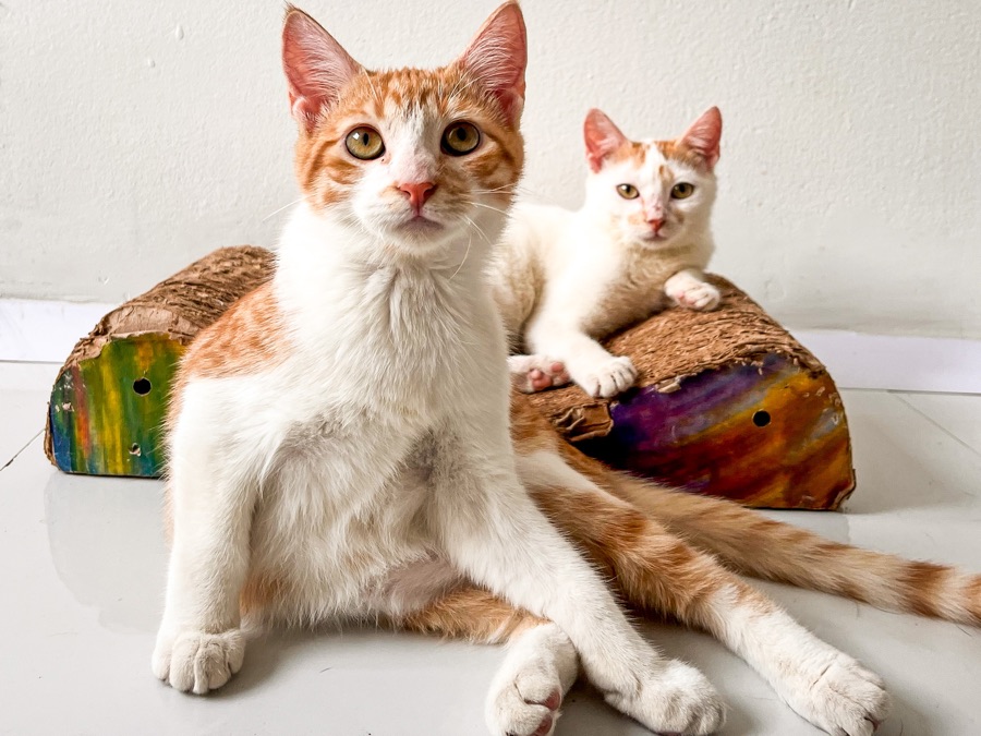 Dos gatos naranja y blanco descansando juntos, pacientes de VIPet